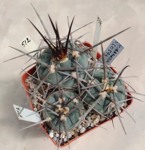 512 Gymnocalycium armatum VS 0579