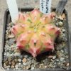 529 Gymnocalycium mihanovichii f.variegata