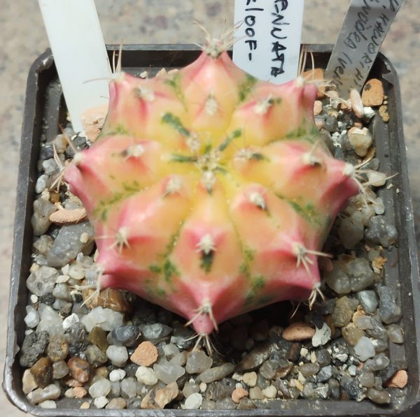 529 Gymnocalycium mihanovichii f.variegata