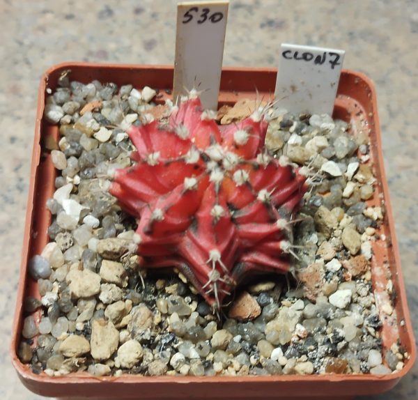 530 Gymnocalycium mihanovichii f.variegata