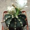 532 Gymnocalycium friedrichii -Agua Dulce-