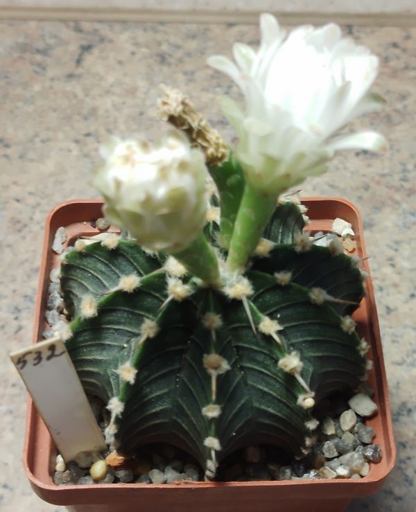 532 Gymnocalycium friedrichii -Agua Dulce-