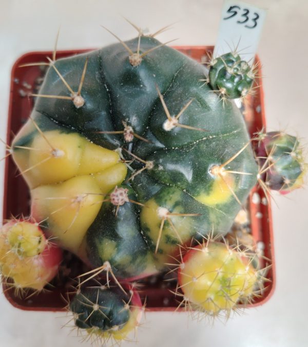 533 Gymnocalycium damsii f. variegata