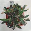 553 Euphorbia tulearensis