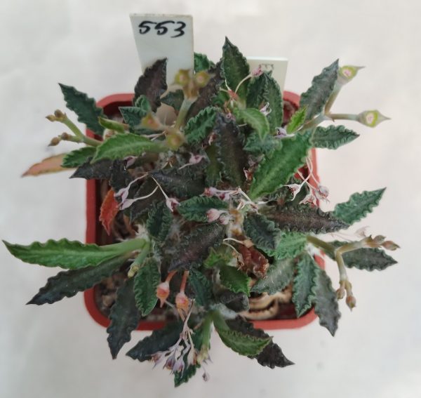 553 Euphorbia tulearensis