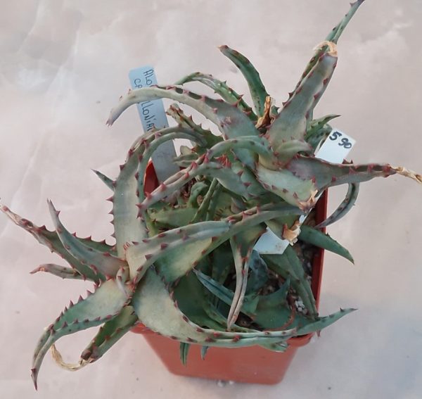 590 Aloe castilloniae