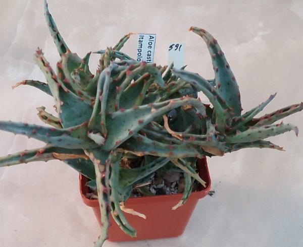 591 Aloe castilloniae