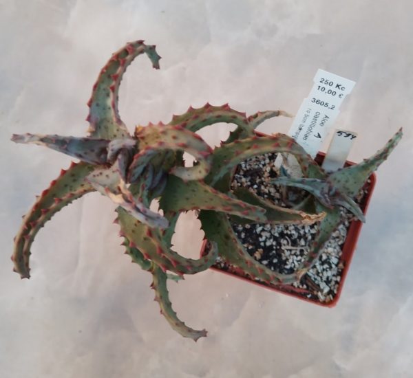 594 Aloe castilloniae