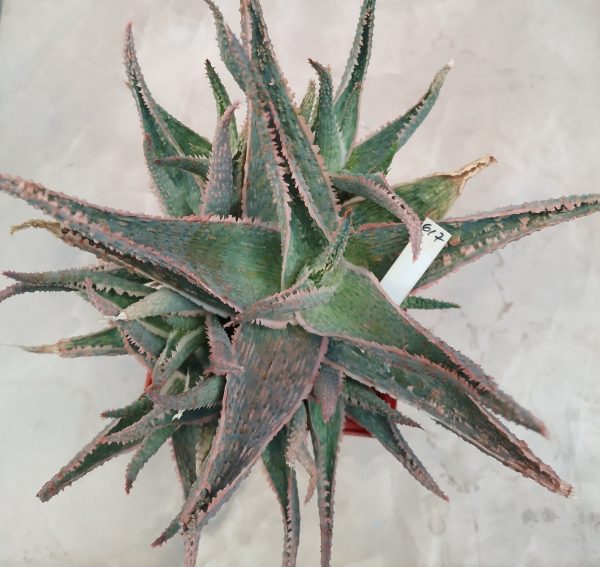 617 Aloe hydrid