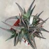 625 Aloe hydrid