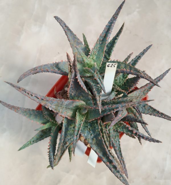 625 Aloe hydrid