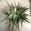 635 Aloe hydrid