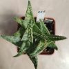 636 Aloe hybrid