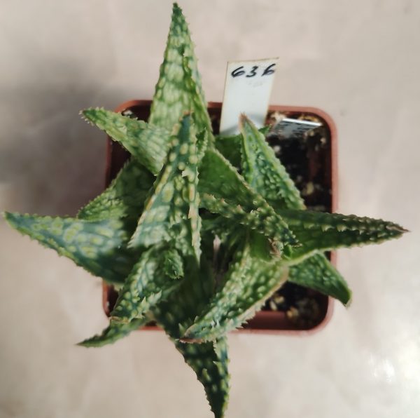 636 Aloe hybrid