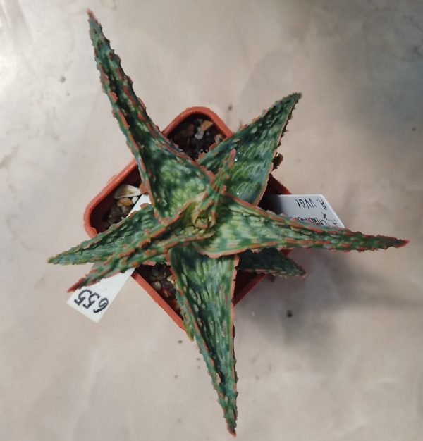 655 Aloe hybrid