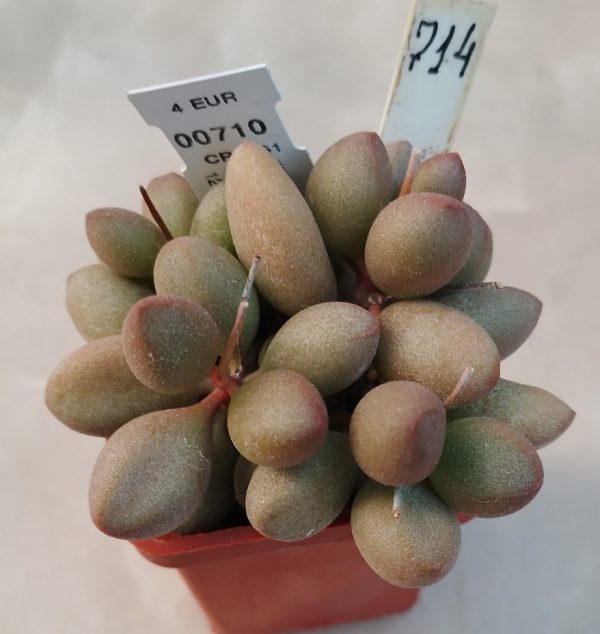 714 Adromischus marianiae ‘Little Spheroid’