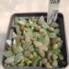 769 Haworthia picta — Japan-