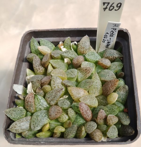 769 Haworthia picta — Japan-