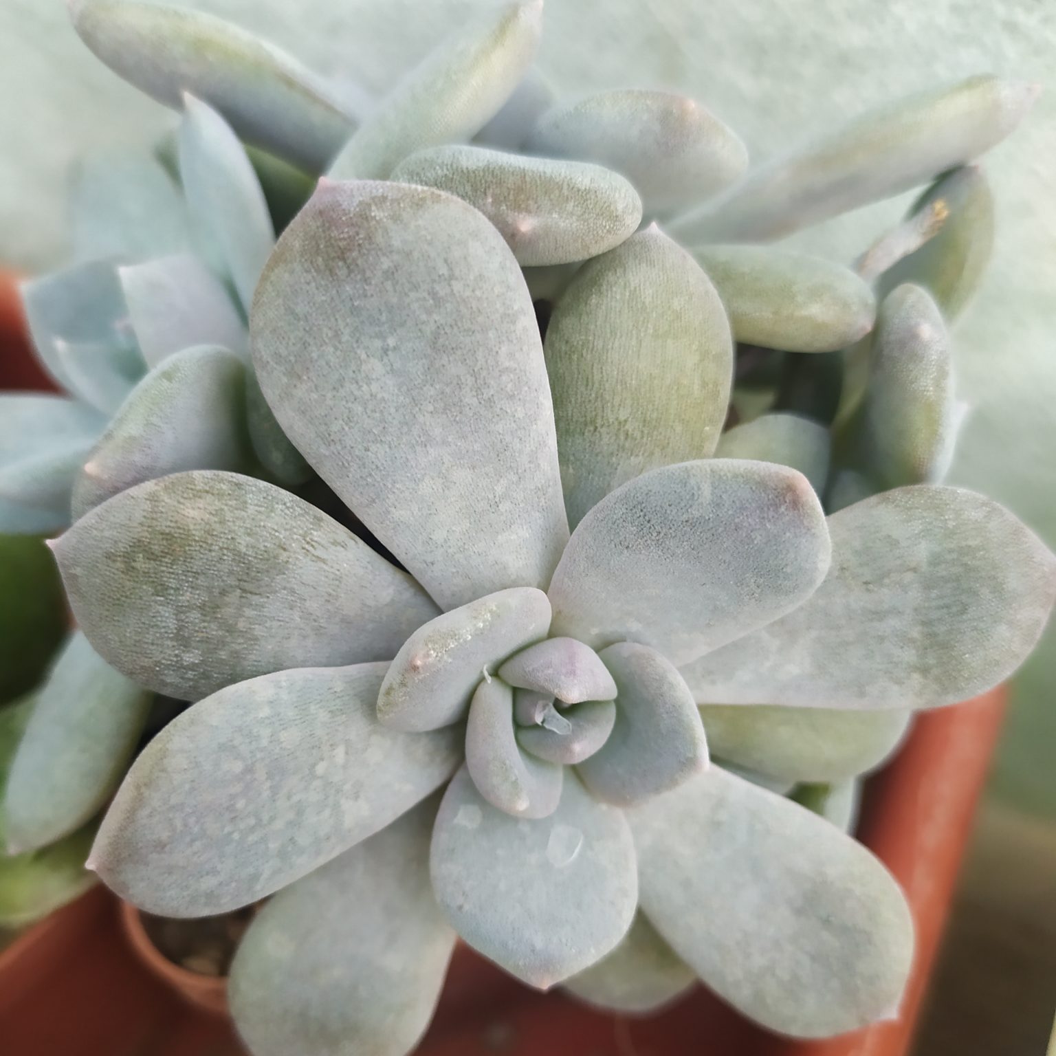 Главная — Cactus-shop