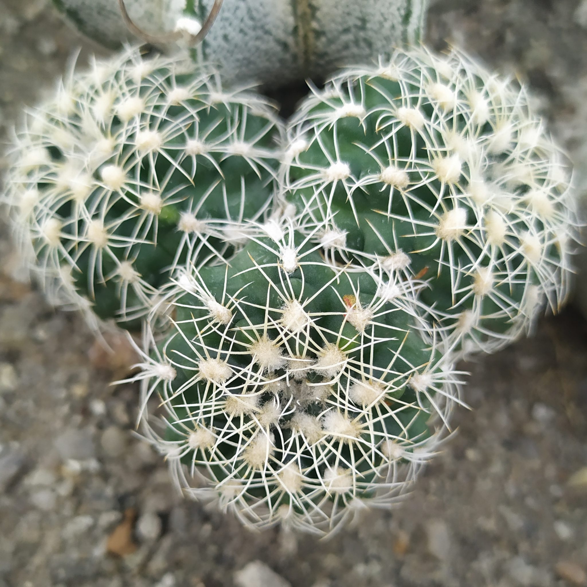 Главная — Cactus-shop