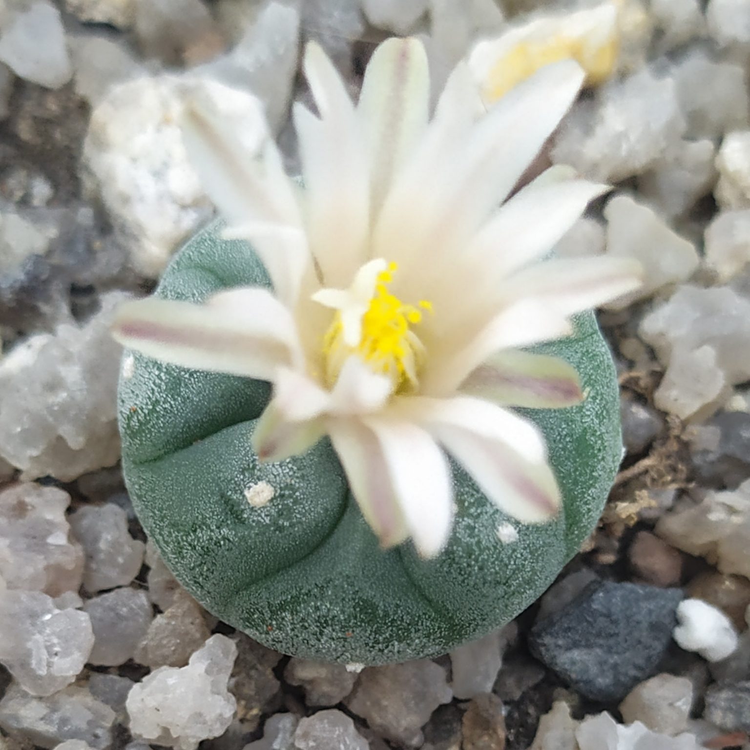 Товары — Cactus-shop