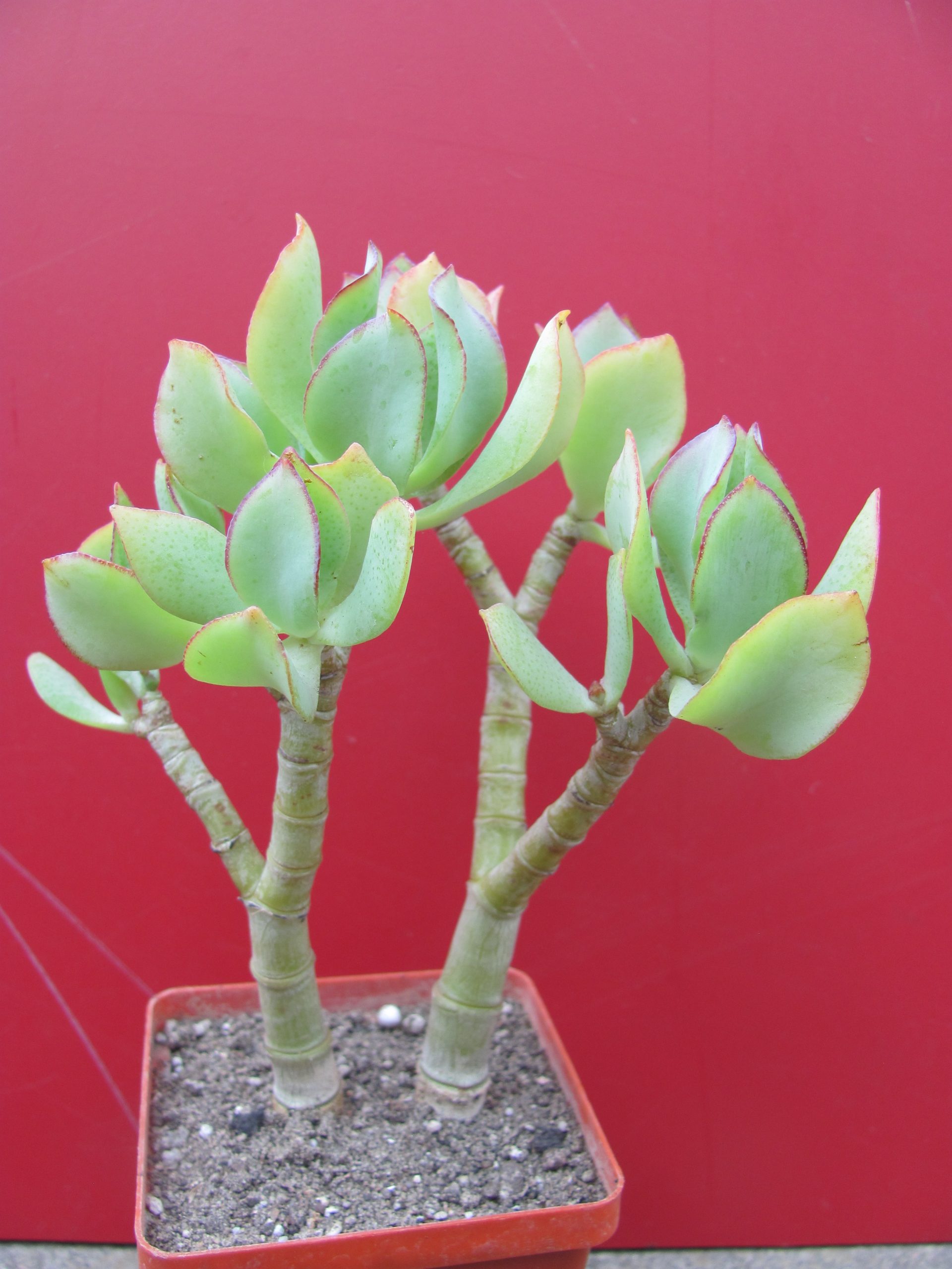 Crassula ovata Blue Bird — Cactus-shop