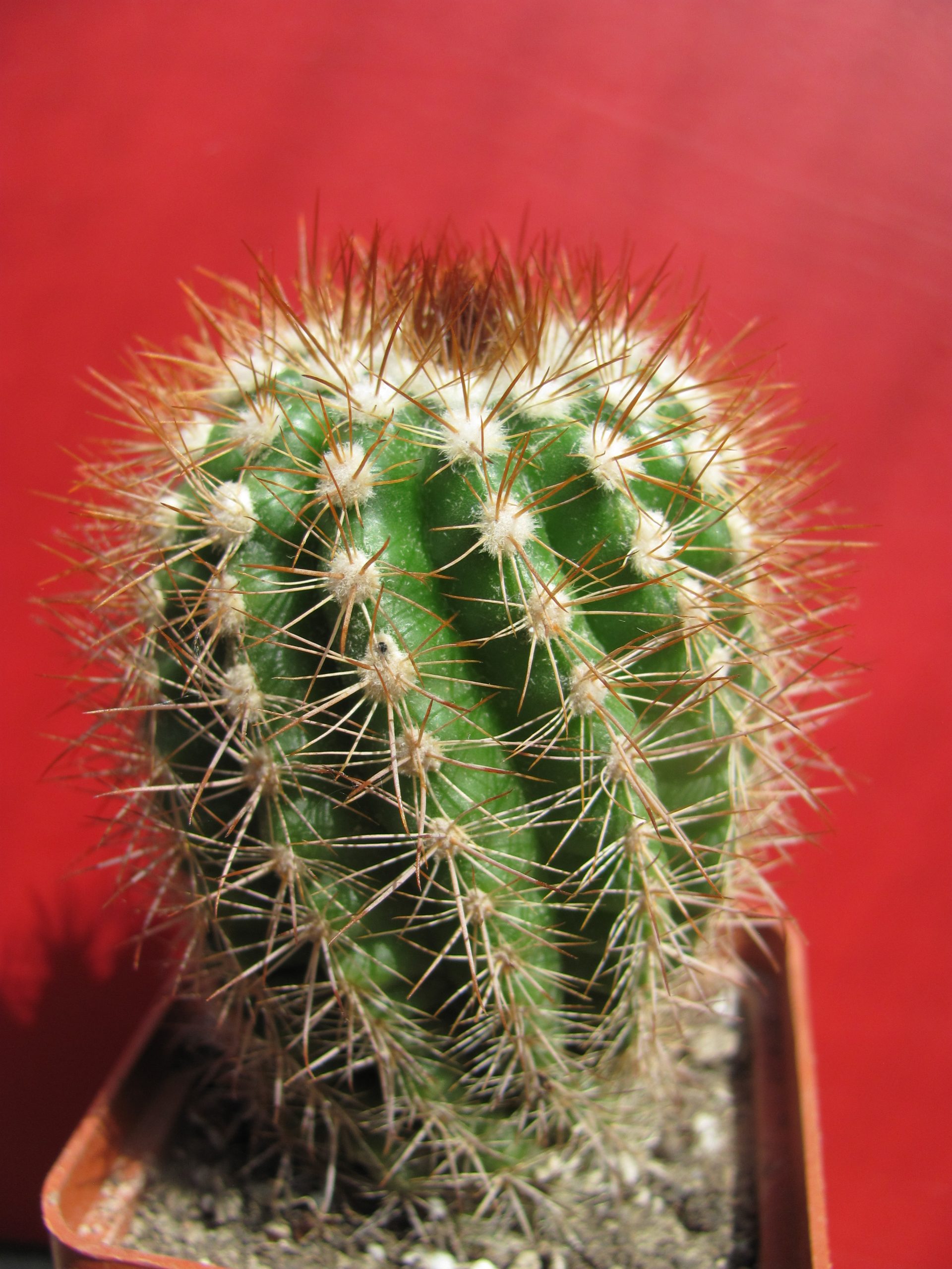 Parodia ayopayana —