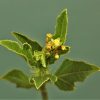 Jatropha aff. prunifolia
