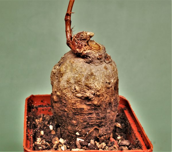 Jatropha aff. prunifolia 1800