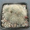 1 Mammillaria glassii