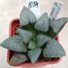 1034 Haworthia bayeri -Japan-