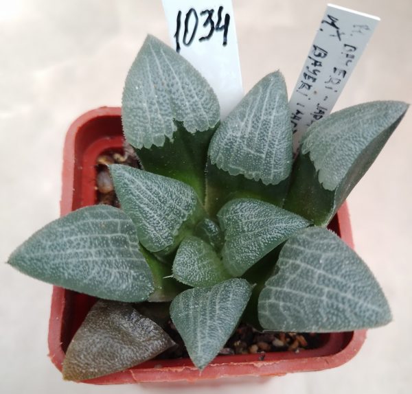 1034 Haworthia bayeri -Japan-