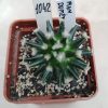 1042 Mammillaria dumetorum