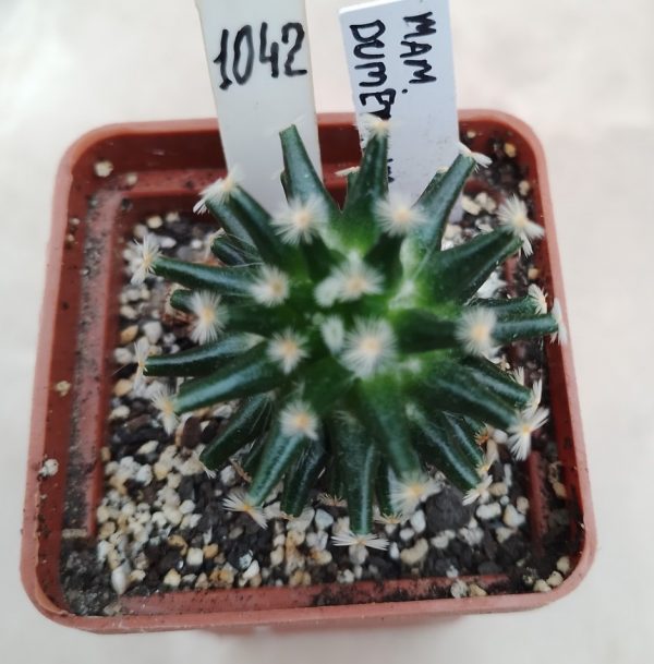 1042 Mammillaria dumetorum