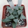 1043 Haworthia mutica SH