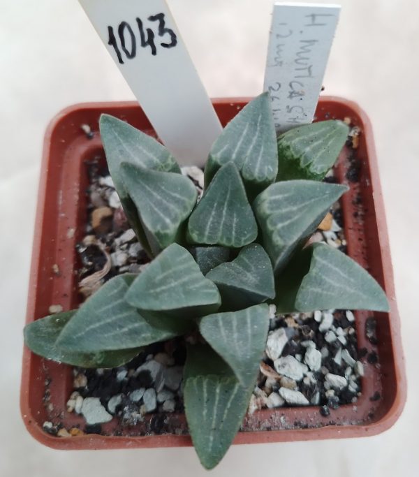 1043 Haworthia mutica SH