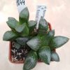 1044 Haworthia bayeri mix