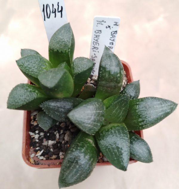 1044 Haworthia bayeri mix