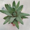 1054 Haworthia marginata