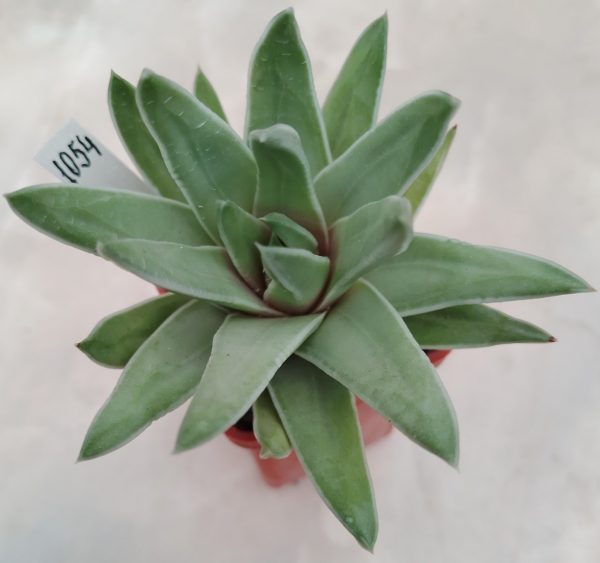 1054 Haworthia marginata