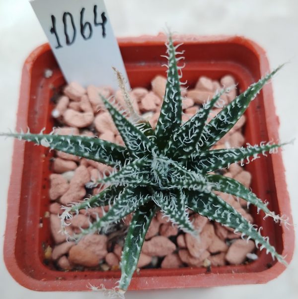 1064 Aloe haworthioides