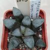 1073 Haworthia bayeri -Japan-