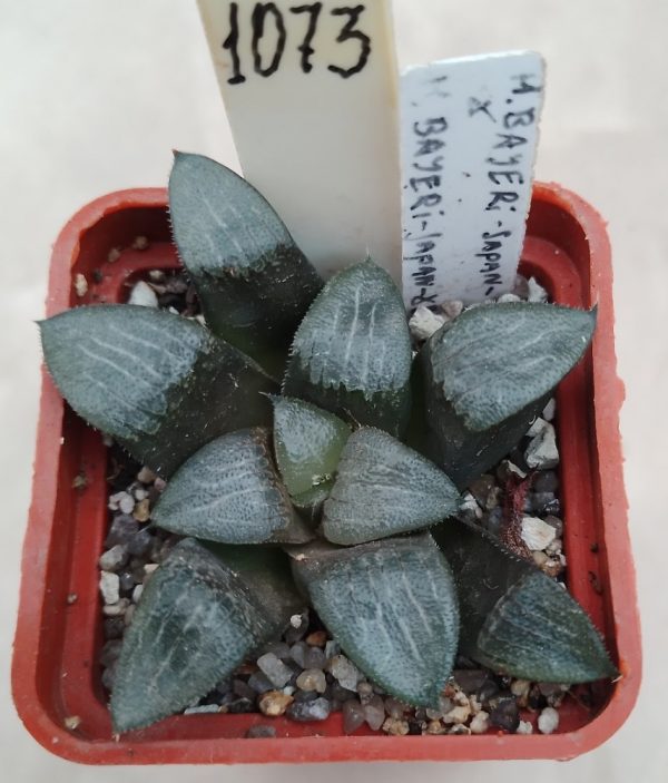 1073 Haworthia bayeri -Japan-