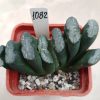 1082 Haworthia truncata -Japan-