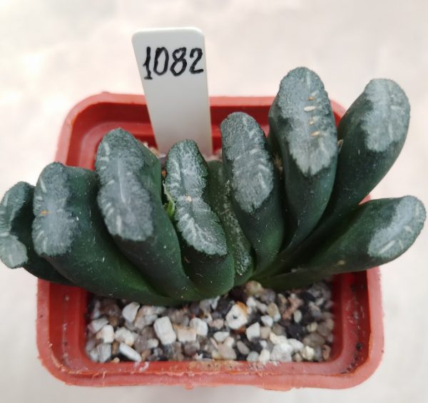 1082 Haworthia truncata -Japan-