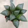 1096 Haworthia comptoniana hybrid