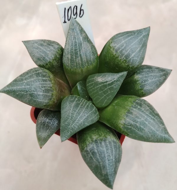 1096 Haworthia comptoniana hybrid