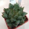 1097 Haworthia hybrid