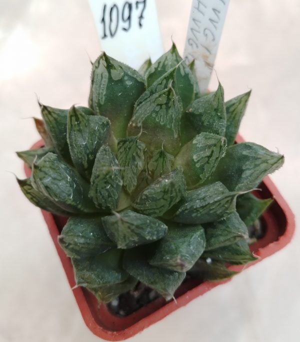 1097 Haworthia hybrid