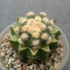 11 Astrophytum asterias kikko ooibo